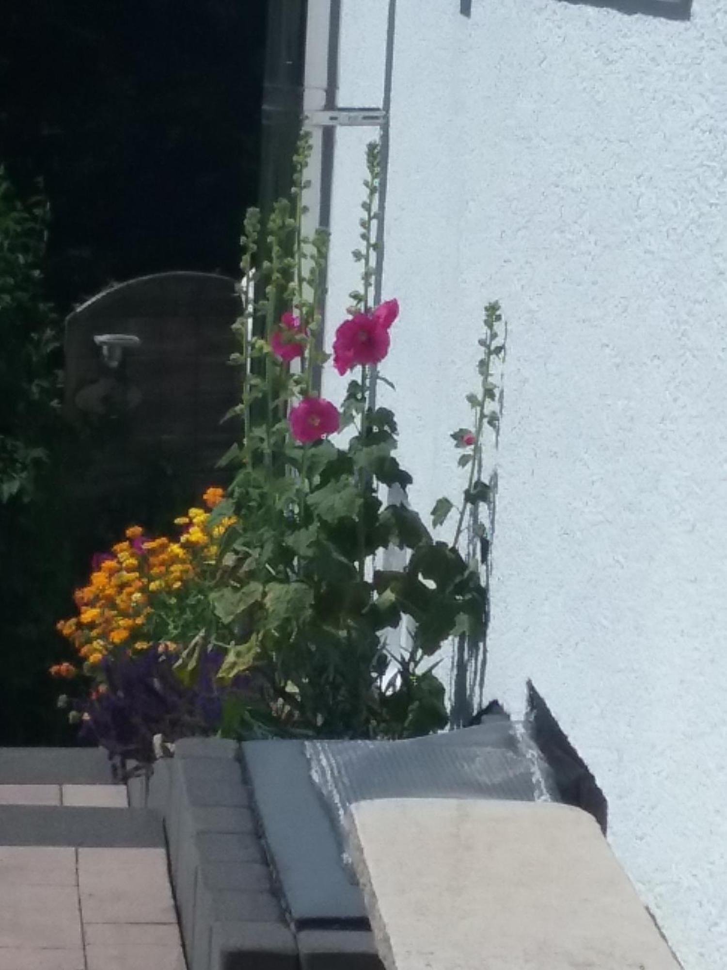 Perlenbachtal Apartment Monschau Luaran gambar